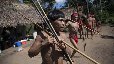 venezuela: indigenas tienen mayor diversidad de germenes