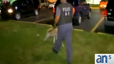 americateve | La policía cerró un bar donde al parecer se vendían drogas y se hacían juegos de apuestas.