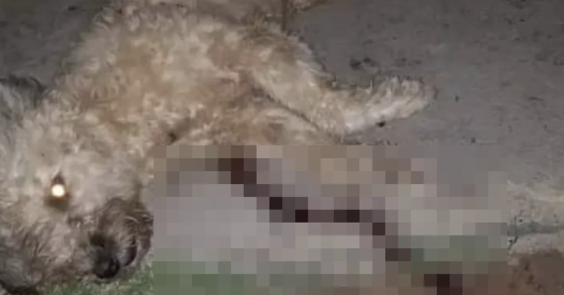 Screen Shot 2022-04-25 at 10.22.58 AM.png