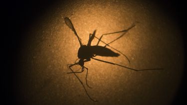 se reporta nuevo caso de zika en miami