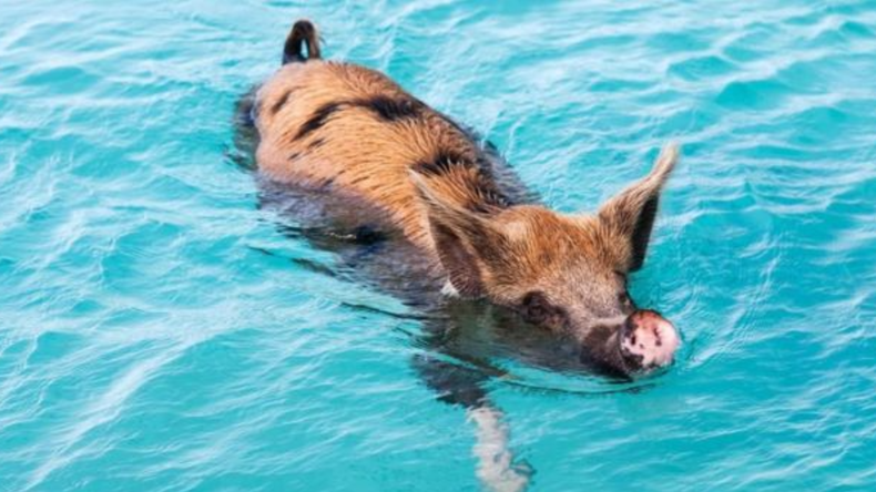 Screenshot (1833).png