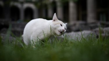Coco mordisquea una brizna de hierba en un jardín del Palacio Nacional en Ciudad de México, el jueves 4 de marzo de 2024. Hay 19 gatos con carta blanca en el Palacio Nacional de México, que recorren desde hace mucho los frondosos jardines y antiguos salones coloniales de uno de los edificios más emblemáticos del país. (AP Foto/Eduardo Verdugo)
