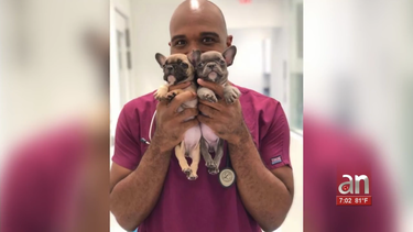 un veterinario de aventura fue arrestado por abusar sexualmente de un perro y poseer pornografia infantil