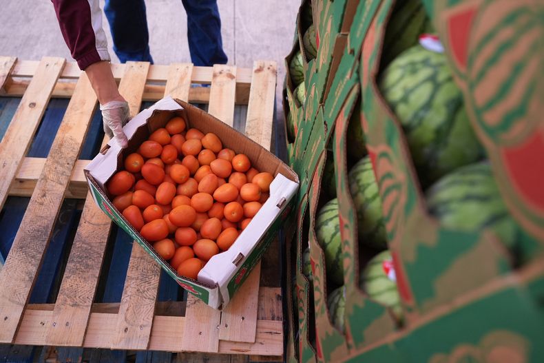 Un voluntario coloca una caja de tomates durante una distribución de alimentos en San Antonio Food Ban para beneficiarios del programa SNAP y otras familias afectadas por el cierre del gobierno federal, el jueves 6 de noviembre de 2025, en San Antonio, Texas. (AP Foto/Eric Gay)