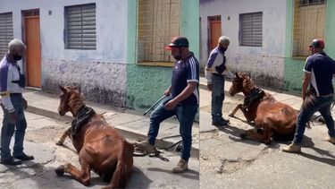 maltrato animal en cuba: un caballo exhausto es obligado a ponerse de pie a golpes