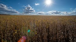 Un campo de soya, el jueves 23 de octubre de 2025, en Willow Grove, Delaware. (AP Foto/Cliff Owen)