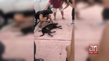 tras las rejas hombre que trato de ahorcar a su perro en miami beach