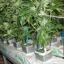 Descubren tres laboratorios de marihuana en Miami Dade