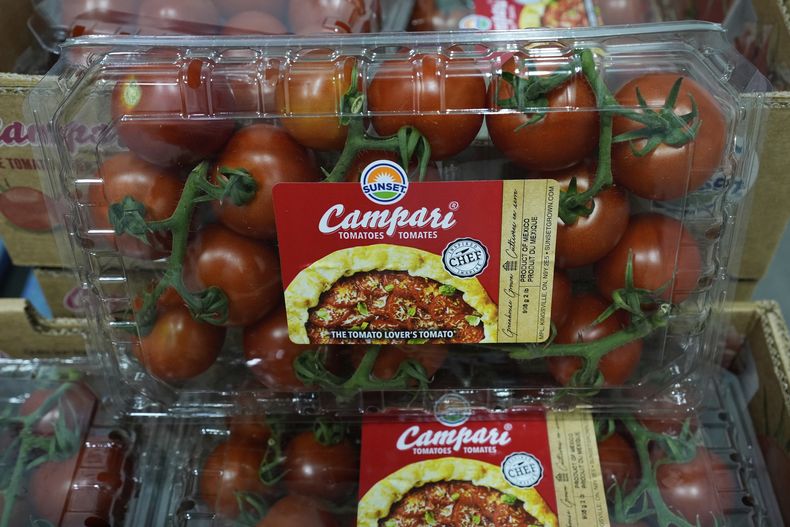 Tomates empacados en la granja Veggie Prime, que exporta a Estados Unidos, en Ajuchitlán, México, el miércoles 23 de julio de 2025. (AP Foto/Marco Ugarte)