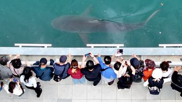 Gente reunida para ver un tiburón atrapado en el North Port Waterfront Park en Busán, Corea del Sur, el martes 29 de septiembre de 2026 (Son Hyung-joo/Yonhap via AP)