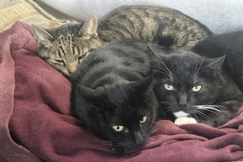 Esta foto facilitada por Joseph Journell de San Bernardino, California, muestra a dos de sus gatos, Alexander, al fondo, y Tuxsie, a la derecha, que murieron de gripe aviar tras beber leche cruda de vaca. (Joseph Journell via AP)