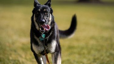 uno de los perros de joe biden volvio a morder a una persona en la casa blanca