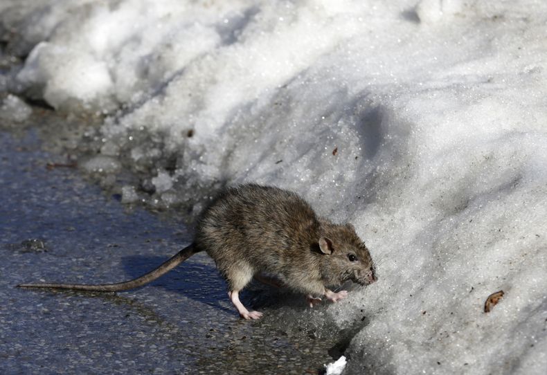 ARCHIVO – Una rata en Central Park, Nueva York, el lunes 19 de marzo de 2017. (AP Foto/Seth Wenig, Archivo)