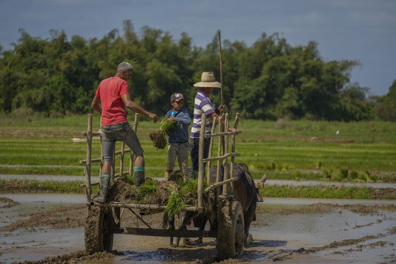 Los agricultores arrojan plántulas de arroz a su campo en Los Palacios, Cuba, el viernes 21 de marzo de 2025. (AP Foto/Ramón Espinosa)