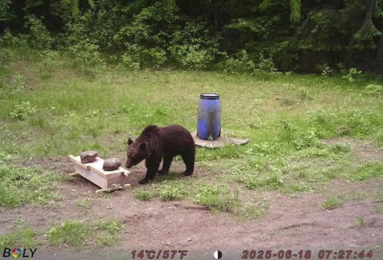 Una osa, captada por la cámara de un cazador en los bosques de Pabrade mientras se alimenta tranquilamente de la comida dejada para otros animales, en Pabrade, Lituania, el 18 de junio de 2025. (Paulius Peciulis via AP)