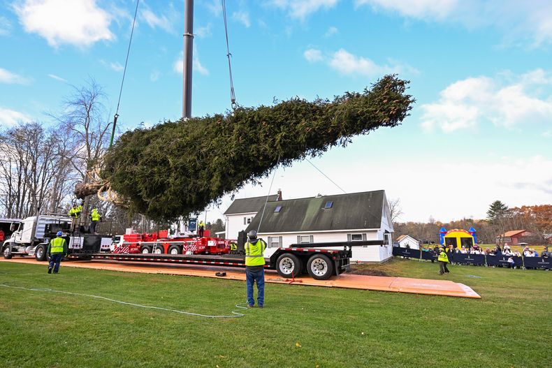 IMAGEN DISTRIBUIDA POR TISHMAN SPEYER - El árbol de Navidad del Centro Rockefeller de este año, un abeto noruego de 23 metros (75 pies) de altura y 11 toneladas --que ha sido embalado para su transporte-- es subido con una grúa a un camión con plataforma el jueves 6 de noviembre de 2025, en East Greenbush, Nueva York. (Diane Bondareff/AP Content Services para Tishman Speyer)