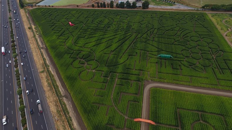 El labertinto de maíz de Cool Patch Pumpkins, fotografiado el 29 de septiembre de 2025, en Dixon, California. (AP Foto/Godofredo A. Vásquez)