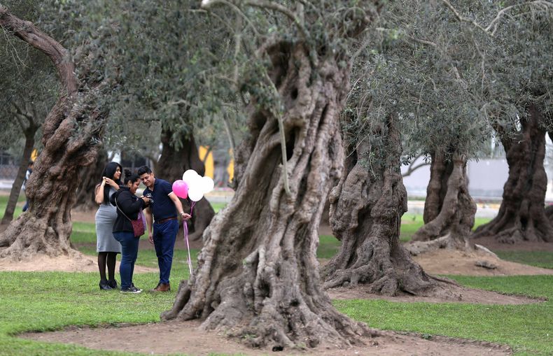 REP-GEN_PERU-OLIVOS_ANTIGUOS-0.jpg