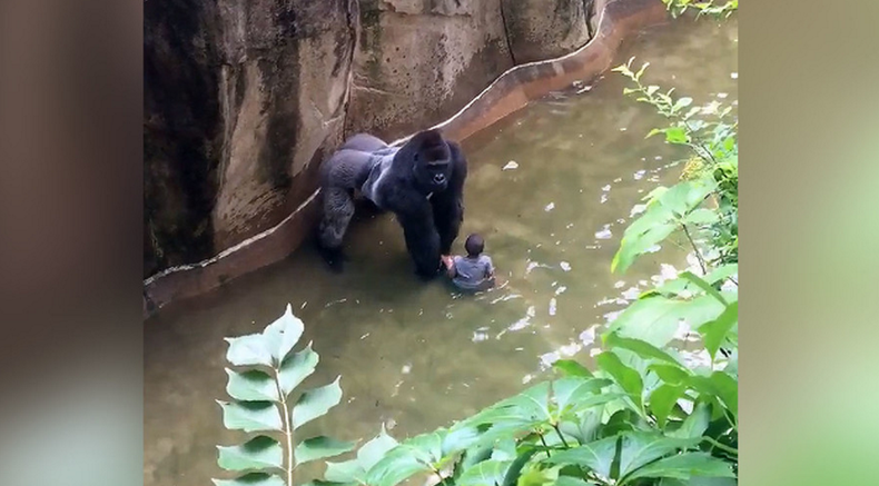 GORILLA.png