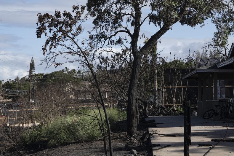 Árboles quemados frente una vivienda en la calle de Kaniau, en Lahaina, Hawai, el lunes 25 de septiembre de 2023. (AP Foto/Mengshin Lin)