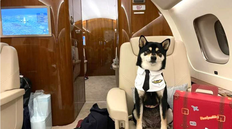 La política de cero COVID obliga a los dueños de mascotas a pagar USD 25 mil para irse de Hong Kong sin abandonarlas