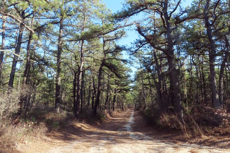 REP-CLI EEUU-PODA DE BOSQUES