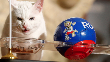 el gato aquiles predijo que pasara en argentina - nigeria