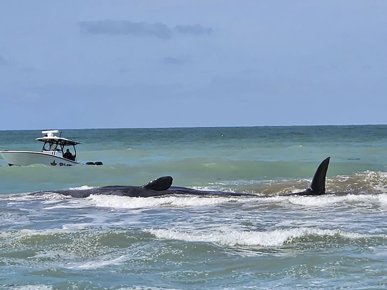 Esta fotografía proporcionada por la ciudad de Venice, Florida, muestra una ballena varada en un banco de arena frente a la costa del Golfo de Florida, el 10 de marzo de 2024. (Ciudad de Venecia, Florida vía AP)