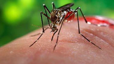 maria fumiga los mosquitos del dengue, zika y chikungunya