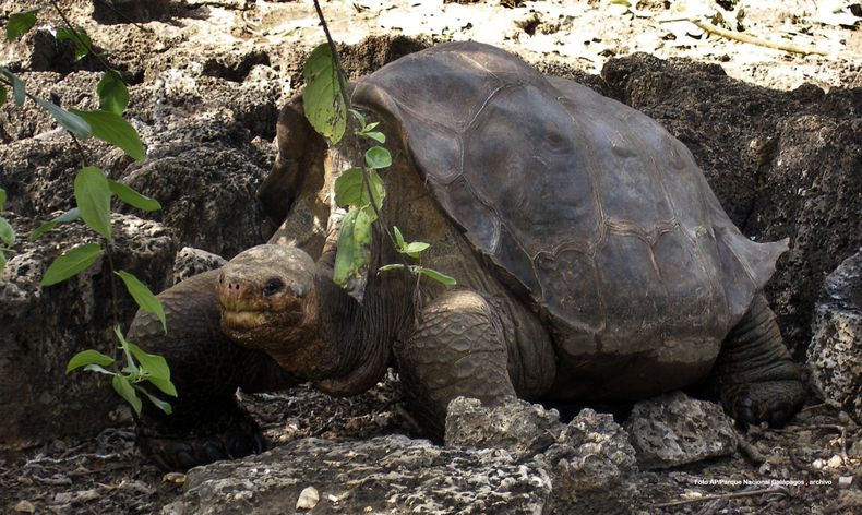 Dicen que el Comandante Invicto contempla extasiado a su mascota.
