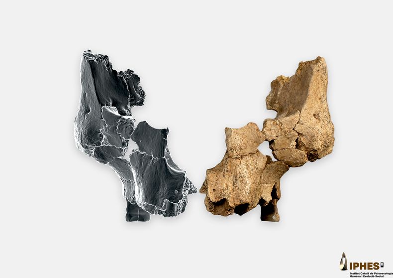 Esta imagen facilitada por el Instituto Catalán de Paleoecología Humana y Evolución Social en marzo de 2025, muestra un fósil del tercio medio facial izquierdo de un homínido, a la derecha, de entre 1,1 y 1,4 millones de años de antigüedad, recuperado del yacimiento de la Sima del Elefante en la Sierra de Atapuerca, Burgos, España, y una simulación en espejo del otro lado. (Maria D. Guillén/IPHES-CERCA, Elena Santos/CENIEH via AP)