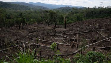 Árboles talados con el Parque Nacional Cordillera Azul de fondo, cerca de la comunidad de Chambira, en la Amazonía peruana, el 3 de octubre de 2022. (AP Foto/Martín Mejía, Archivo)