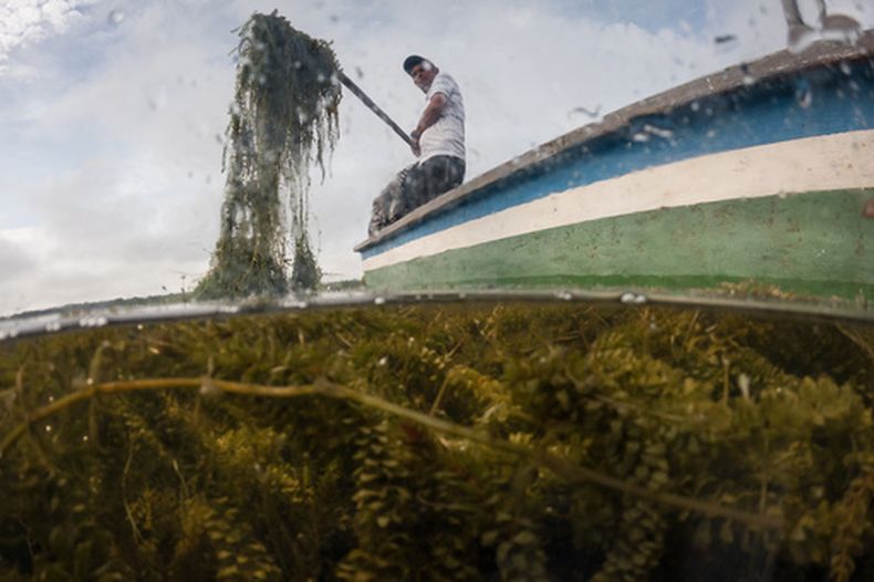 Un pescador trata de quitar una planta invasora en Buenavista, Colombia, el 30 de abril del 2026. (AP foto/Ivan Valencia)