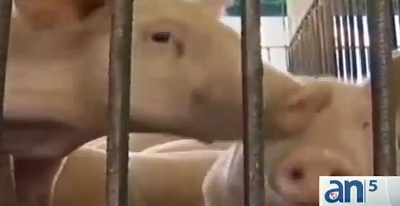 Los cubanos pudieran enfrentar otras duras navidades ante los altos precios de la carne de cerdo en la isla.