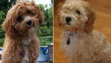 americateve | El cava-poo-chon es la mezcla genética de tres razas. A su aspecto de muñeco de peluche, suma que es hipoalergénico. Su costo no es para cualquiera