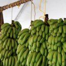 Agricultura confirma llegada de contenedores de guineos
