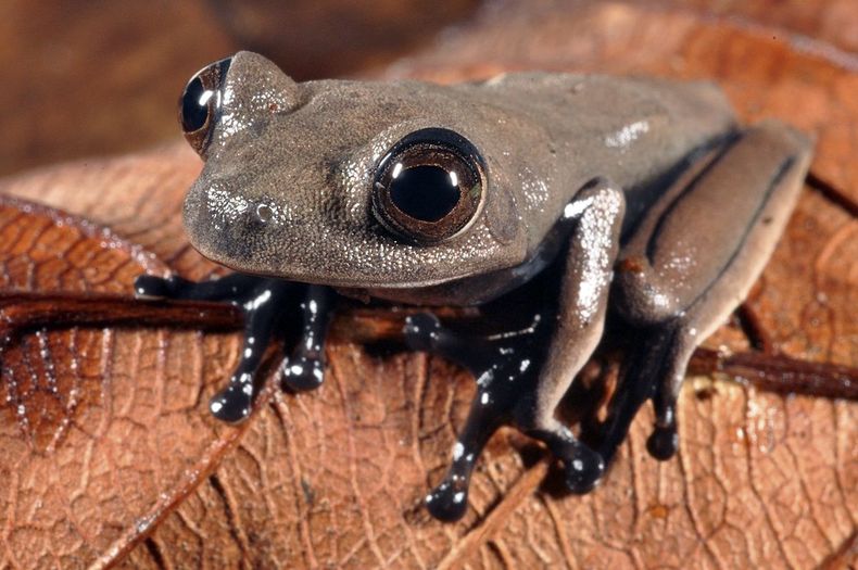 Fotograf&iacute;a distribuida el jueves 3 de octubre de 2013 por el grupo ecologista Conservation International muestra una rana arb&oacute;rea color marr&oacute;n apodada "rana cacao", descubierta en Surinam, que podr&iacute;a ser una nueva esp