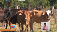 crece el robo de ganado en holguin: extorsionan al dueno de dos vacas y exigen 60 mil pesos de recompensa crece el robo de ganado en holguin: extorsionan al dueno de dos vacas y exigen 60 mil pesos de recompensa