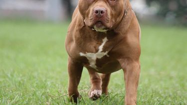 federales arrestan a un hombre por organizar peleas de perros