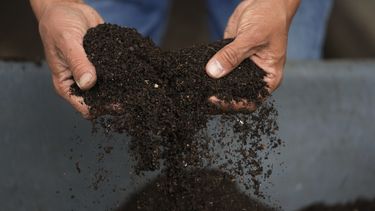 Escarabajos hacen abono en Colombia y son exportados a Japón