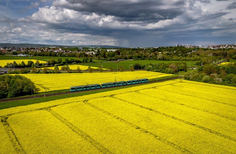 Un tren pasa por campos de colza en flor en Fráncfort, Alemania, el viernes 5 de mayo de 2023. (Foto AP/Michael Probst)
