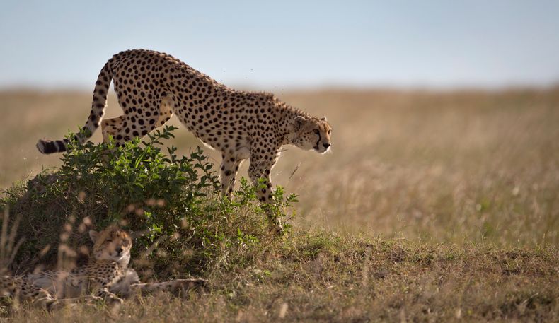 Un guepardo desciende de un montículo en la sabana del Maasai Mara, el 6 de julio de 2015, en Kenia. (AP Foto/Ben Curtis, Archivo)