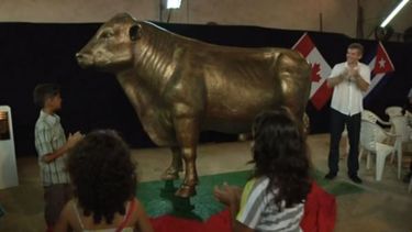 insolito: inmortalizan al toro con que fidel castro arruino la ganaderia cubana