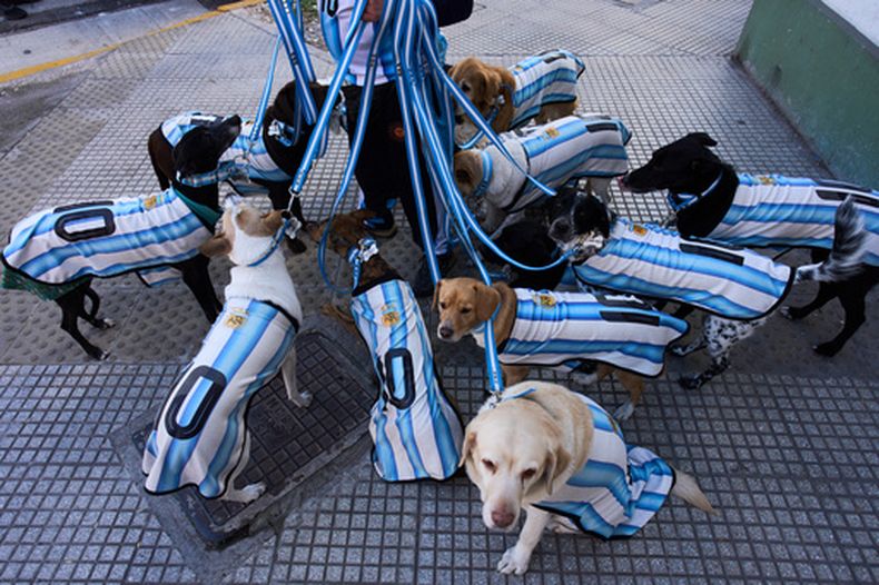 Nahuel Meneghini, paseador de perros, pasea a los perros vestido con camisetas de la selección argentina de fútbol en Buenos Aires, Argentina, el jueves 2 de julio de 2026. (Foto AP/Rodrigo Abd)