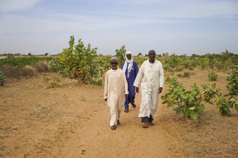 De izquierda a derecha, los pastores y agricultores Adama Sow, Oumar Ba y Daka Sow caminan fuera de Niéti Yone, en el norte de Senegal, el martes 10 de diciembre de 2024. (AP Foto/Jack Thompson)