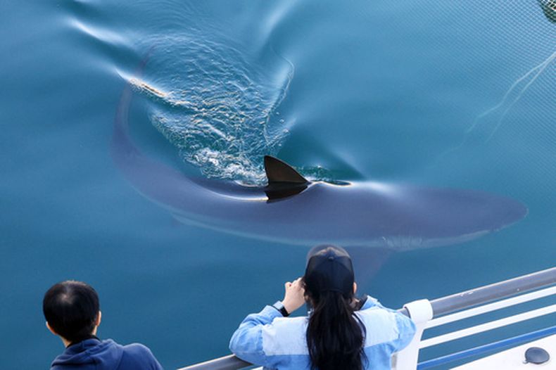 Un tiburón nada en un canal en el parque del Paseo Marítimo del Puerto Norte en Busán, en Corea del Sur, el jueves 22 de octubre de 2026. (Cha Keun-ho/Yonhap via AP)