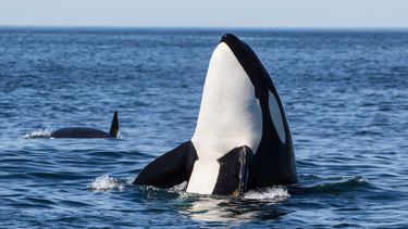 video: momento en el que una orca salta varios metros y golpea a un delfin en pleno aire