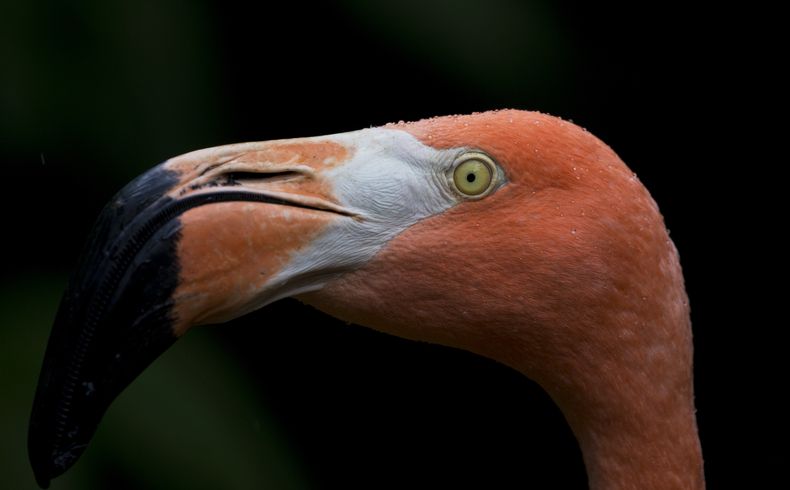 REP-GEN_VENEZUELA-CARDENALITO_RESCATE-0.jpg
