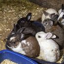 Rescatan a unos 300 animales hacinados en una casa de NY