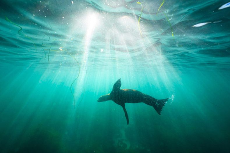 ARCHIVO – Un león marino nada sobre algas en La Jolla Cove, en San Diego, el 10 de octubre de 2023. (AP Foto/Gregory Bull, Archivo)